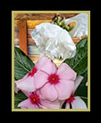 pretty flowers against a wood wall thumb